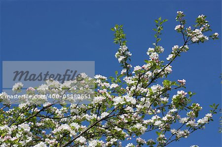 Apple tree blossom. On the background of sky