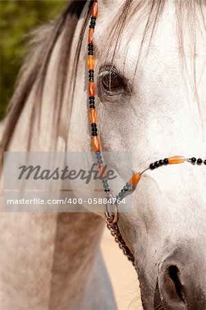 a close up of a white straight egyptian horse