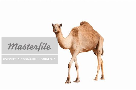 isolated single hump camel on white background