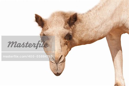 isolated single hump camel head starring to the camera on white background