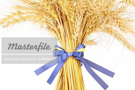 Wheat grass isolated over pure white background