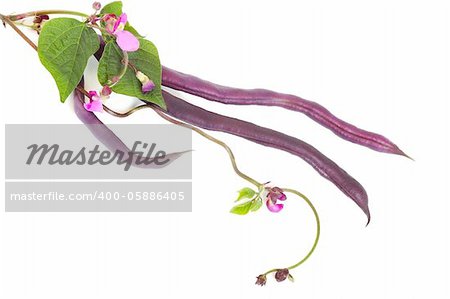 Violet kidney beans with leaves and flowers isolated on white background