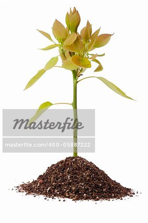 Small tree growing out of soil isolated on a white background.