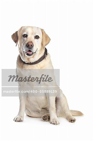 Labrador Retriever in front of a white background