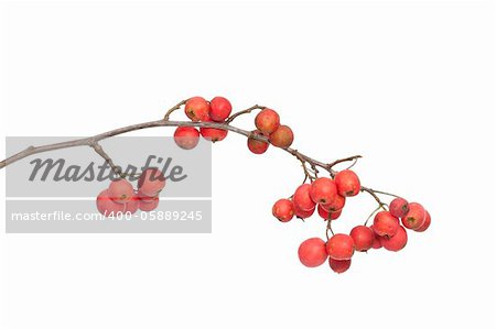 Hawthorn branch close up on white background