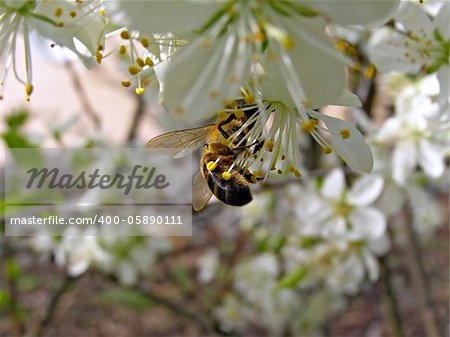 bee on flower of the cherries