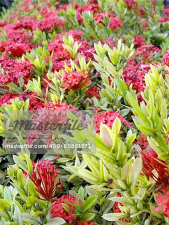 Tropical flowers Red Ixora coccinea (or Jungle Geranium, Flame of the Woods, and Jungle Flame)  Blur background