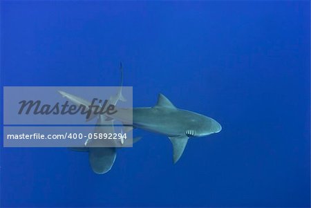 The topview of two bull sharks, Pinnacles, Mozambique