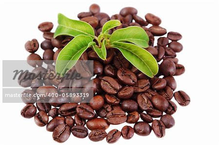 green plant in a pile of coffee beans on white background