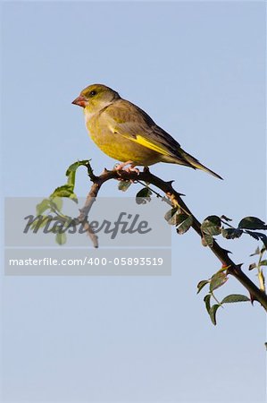 Greenfinch  (Carduelis chloris) perched on a branch