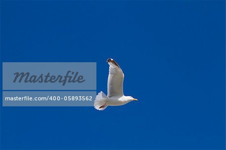 Herring Gull in flight large gull closeup