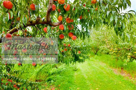 Closeup of a peach tree brunch with ripe fruit at an orchard in Central Kentucky