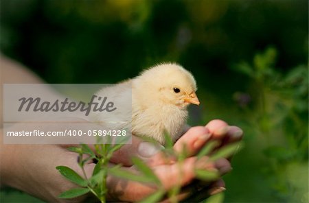 little chick standing in the hands of