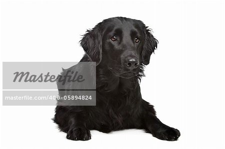 Flat-Coated Retriever in front of a white background