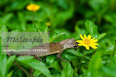 Lizard in green nature or in park or in the garden