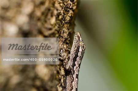 Lizard in green nature or in park or in the garden