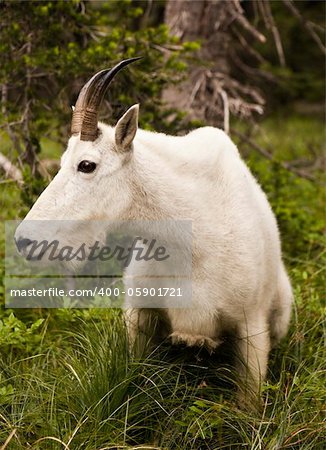 A nanny mountain goat (oreamnos americanus) close-up that surprised me from about ten feet away as I turned around a corner of a trail. The mountain goat, also known as the Rocky Mountain Goat, is a large-hoofed mammal found only in North America.