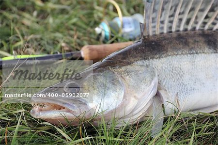 fishing catch on the grass and fishing gear