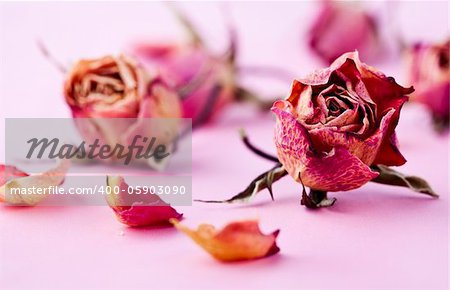 Close-up image for Valentine's Day of dry roses. Studio shot.