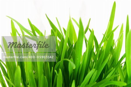 close up of vivid fresh green grass