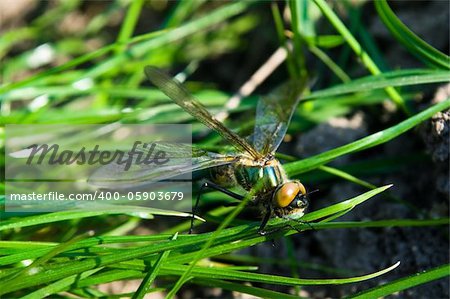 Dragonfly Outdoor