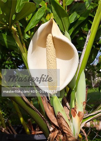 The Monstera Deliciosa is a creeping vine native to tropical rainforests of southern Mexico south to Colombia