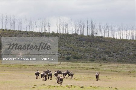 The faraway view of a herd of blue wildebeest grazing, Plettenberg Bay, South Africa