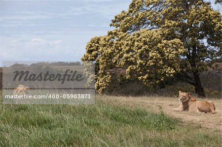 Lion and lioness lying down in grassland, South Africa