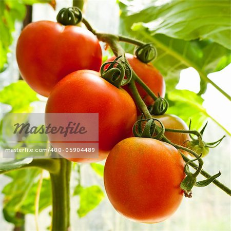 Close up of fresh red tomatoes group still on the plant