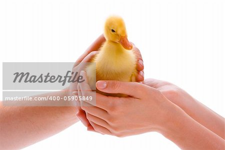 Little yellow duckling in human hands