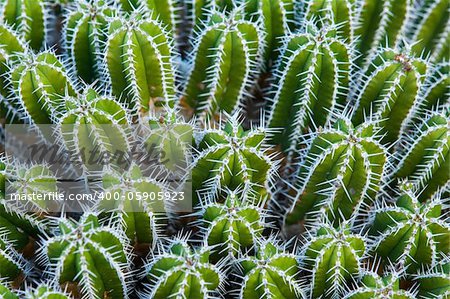 Close-up of a prickly cactus