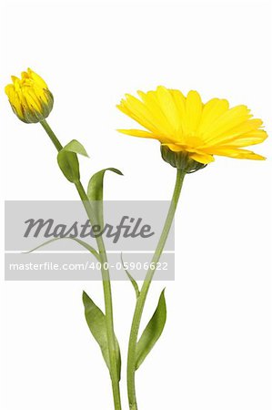 Yellow flower and bud of calendula on green stalk. Isolated on white background. Close-up. Studio photography.