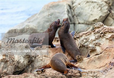 Hooker's Sea Lions on a rock on the New Zealand coast.