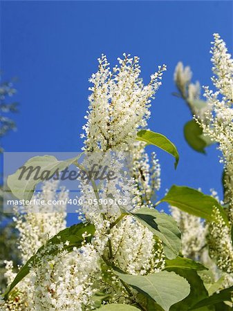 Inflorescences of plant with small white flowers in autumn