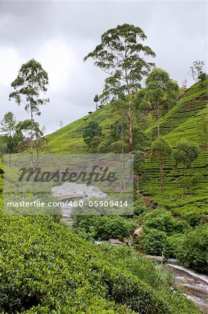 Shot of the countryside with tea plants