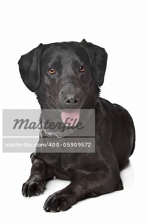 black Labrador in front of a white background