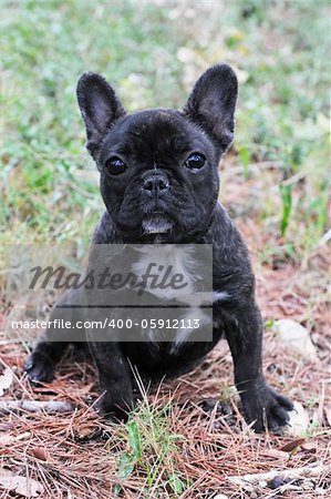 portrait of a purebred puppy french bulldog in the nature