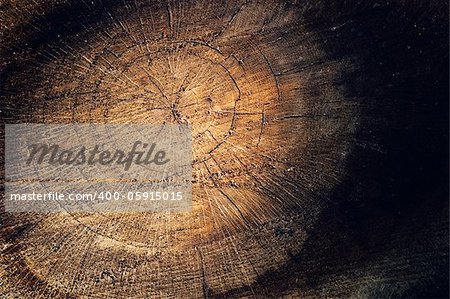 Tree texture background with golden colors