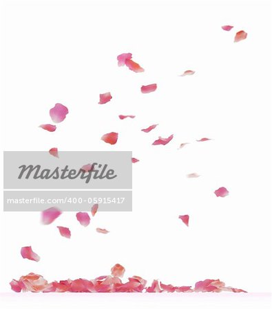 Falling rose petals. Isolated on white background.