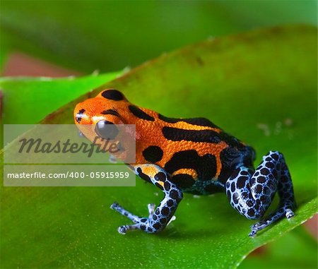 Strawberry poison dart frog sitting on green leaf in amazon rain forest of Peru exotic poisonous animal with warning colors rainforest Dendrobates, ranitomeya imitator