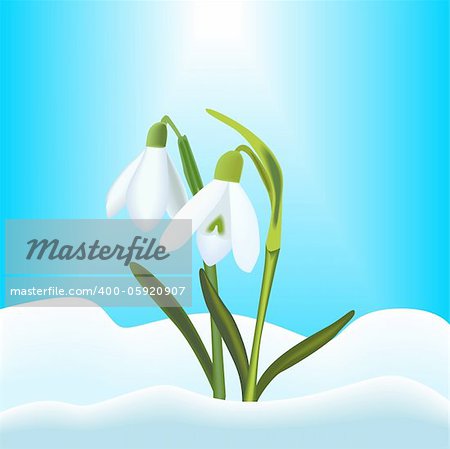 Illustration of snowdrops with snow and blue sky background