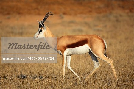 A springbok antelope (Antidorcas marsupialis), Kalahari desert, South Africa