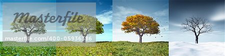 An image of a nice tree in four seasons
