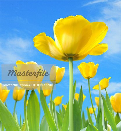 beautiful yellow tulips