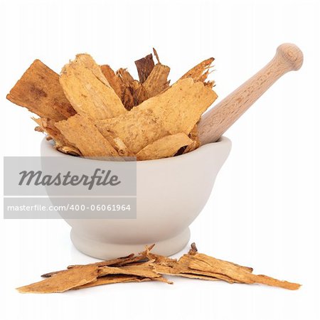 Astragalus root herb used in traditional chinese herbal medicine in a stone mortar with pestle over white background. Used to speed healing and treat diabetes. Zhi huang qui. Astragali radix.