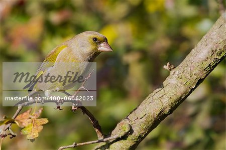 Greenfinch (Carduelis chloris) perched on a branch