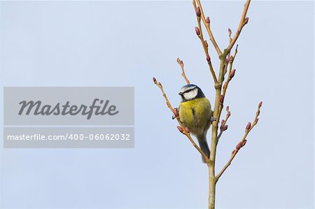 Blue Tit (Parus caeruleus) perched in a tree