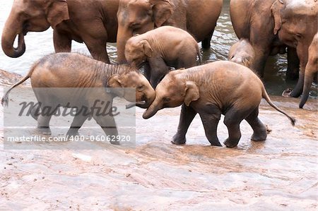Young Elephants playing on the banks of the river