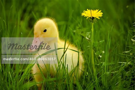 Little yellow duckling on the green grass
