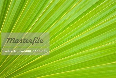 Fresh green leaves background. Diagonal lines